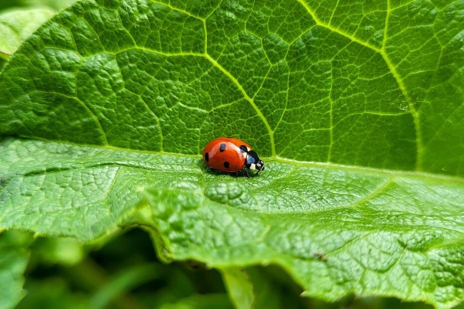    Shutterstock/FOTODOM