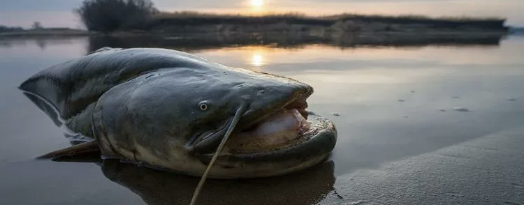 Большой Сом