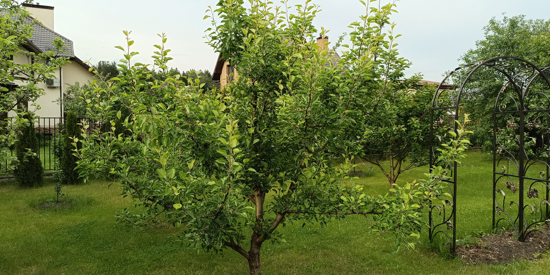 Летняя обрезка груши. Как заставить грушу вступить в плодоношение.