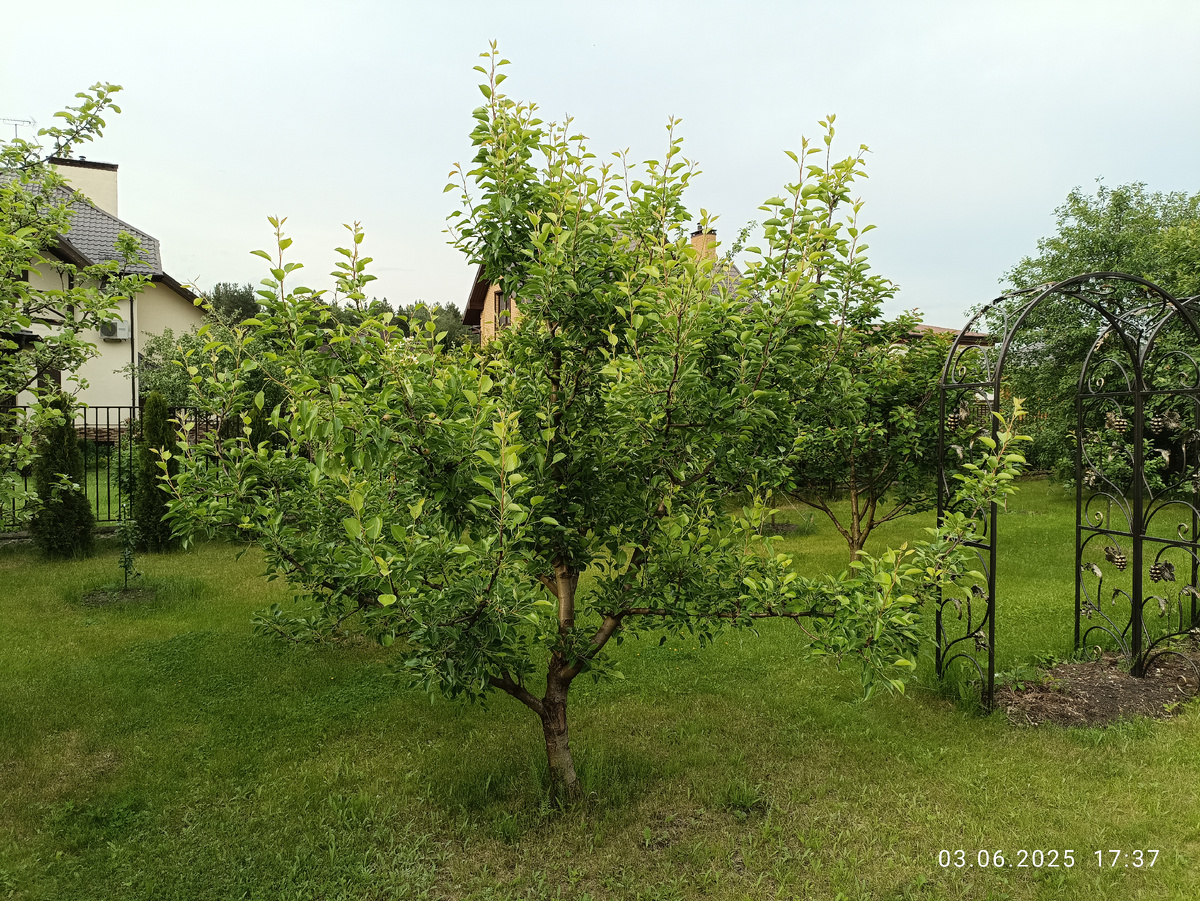 Подопытная груша, героиня предыдущих статей