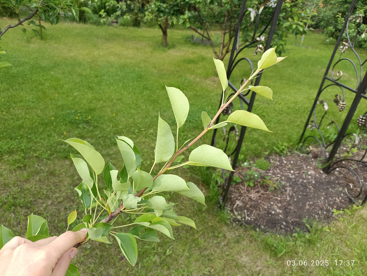 Прирост на день обрезки