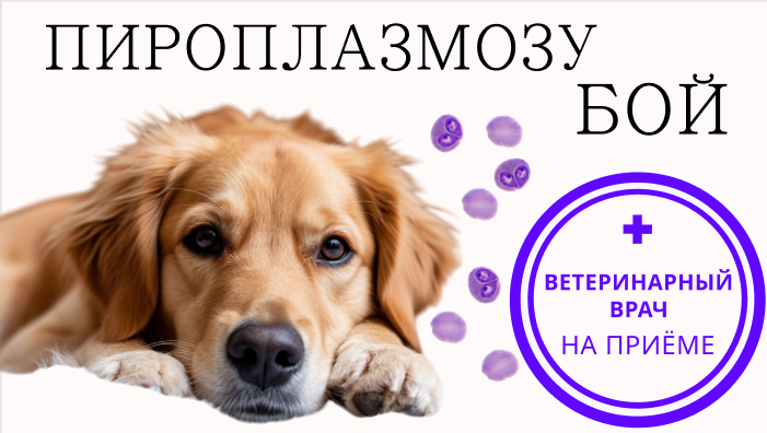 Бабезиоз собак: как предотвратить