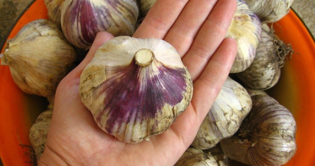 💖Рекомендовано: решающая подкормка озимого чеснока в июне для роста головок