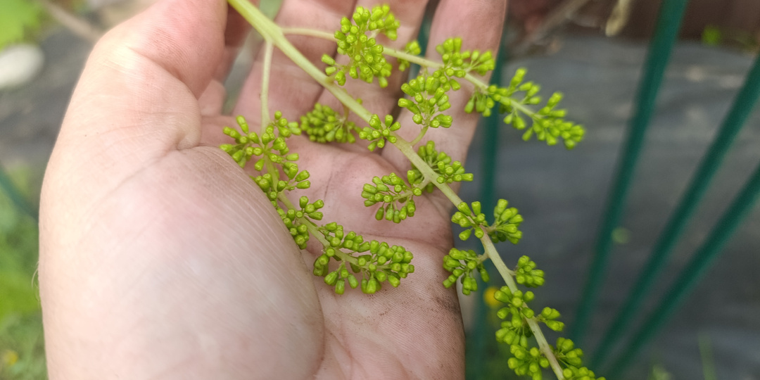 Подмосковный виноград , полный облом. Нормировка куста.