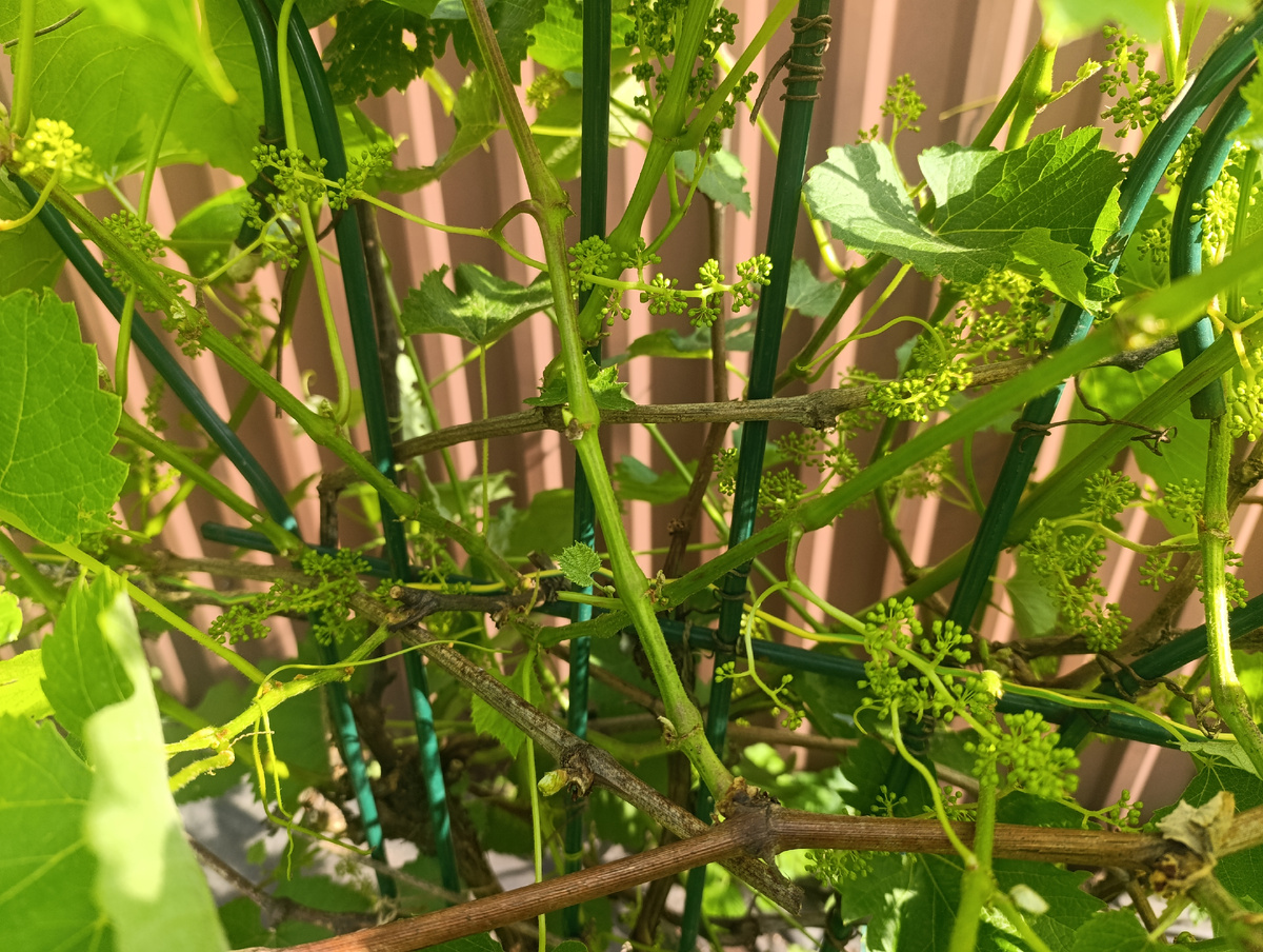 Очень много соцветий