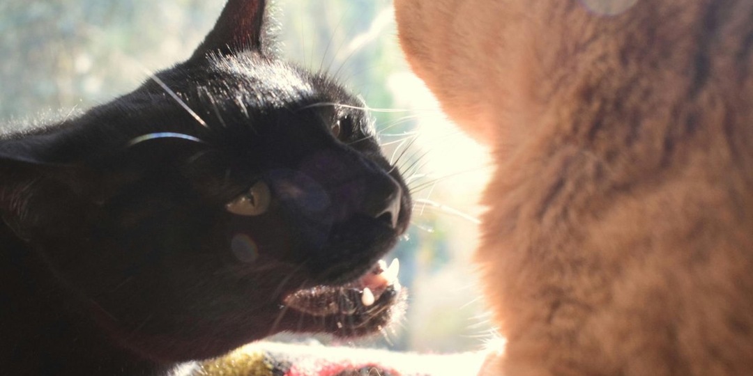 Почему моя кошка не любит других кошек