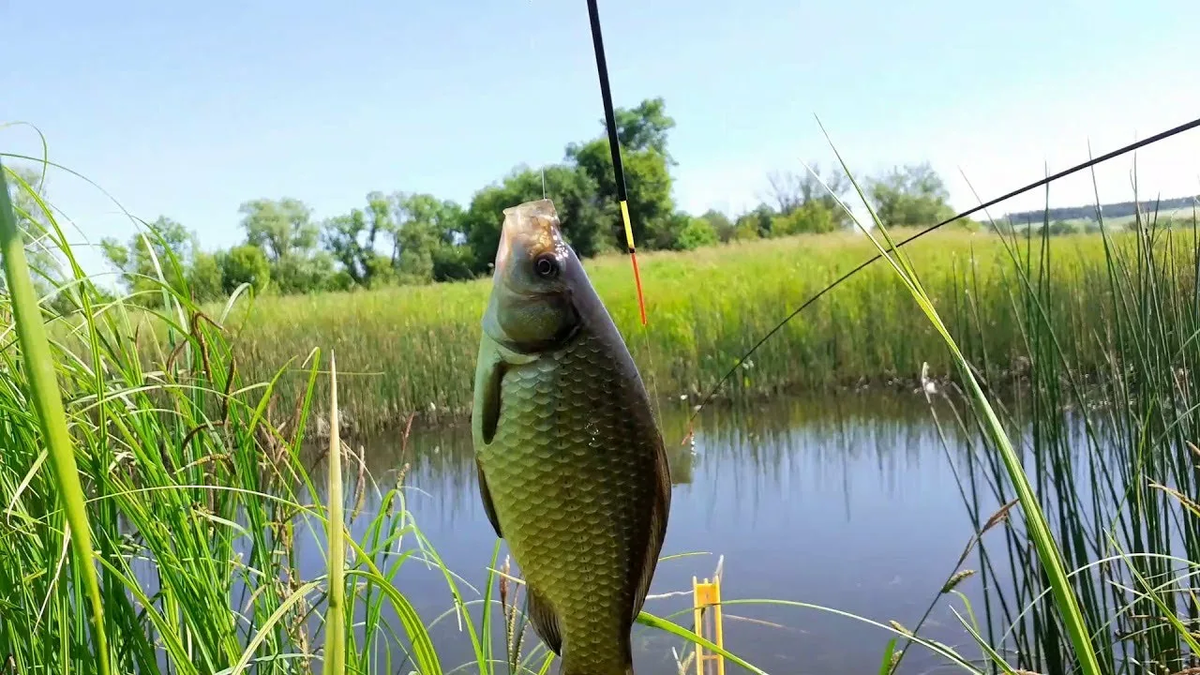 Фото с сайта: https://avatars.mds.yandex.net