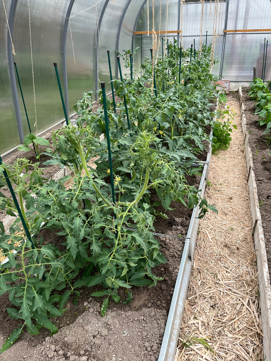 Помидоры в теплице