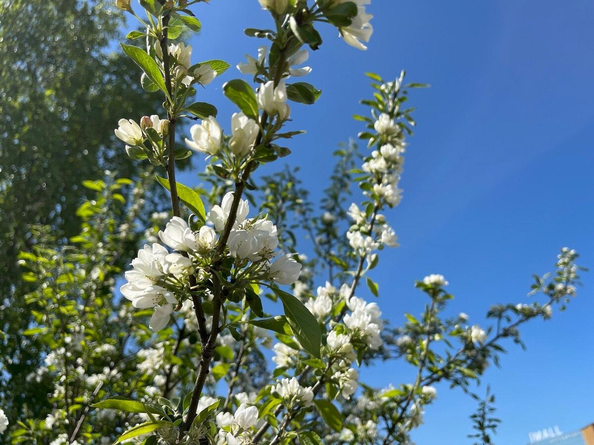    © Олег Антонов