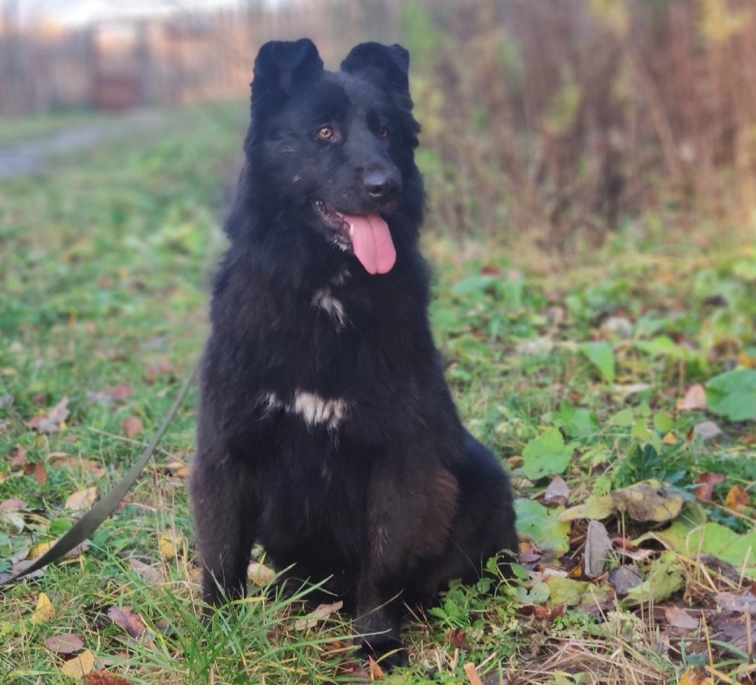 Красавица Зара