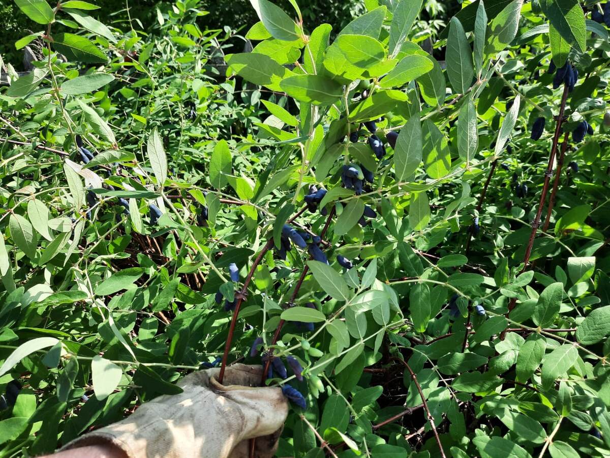 Наша жимолость, 10 июня 2025 года