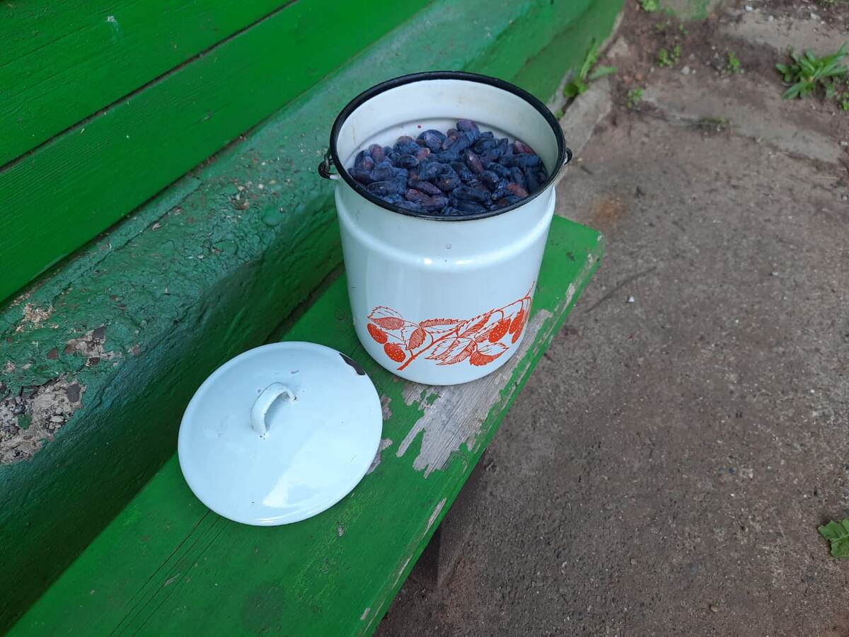 Три литра жимолости, остальные ягоды еще зреют, 10 июня 2025 года