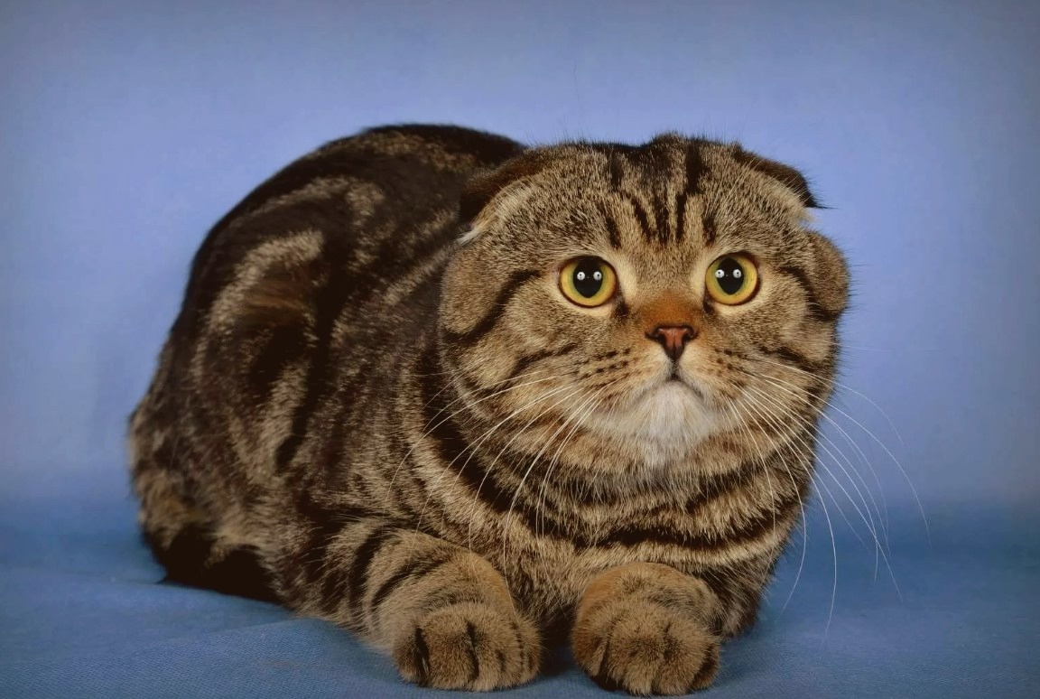 Шотландская вислоухая