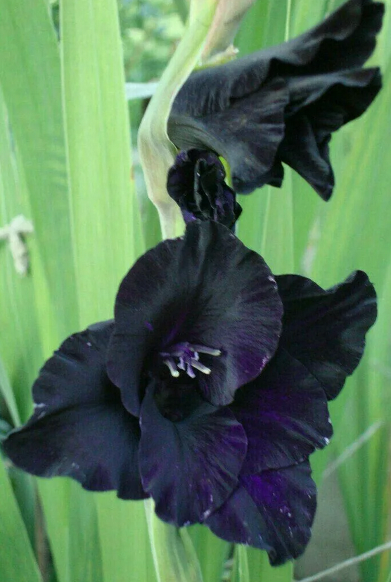 Из интернета.