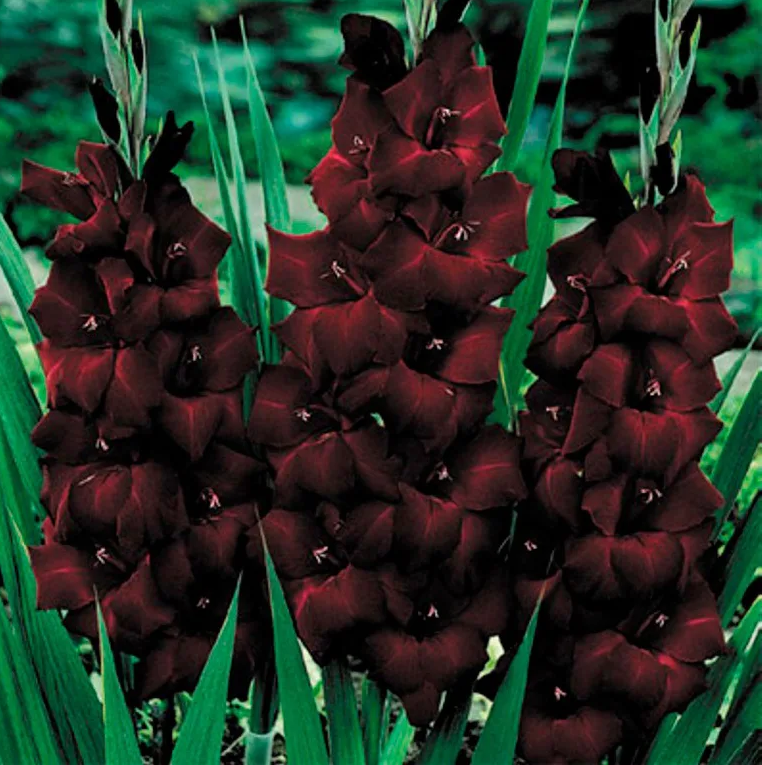 Из интернета.