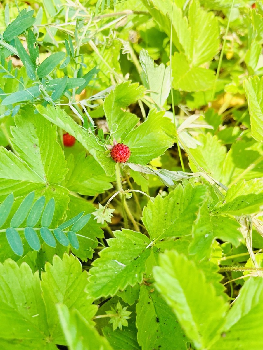 Очень замоталась на работе. Новых фото Лизы нет. Но сегодня ездила в район, а вот там такая красота. Земляника поспела. 