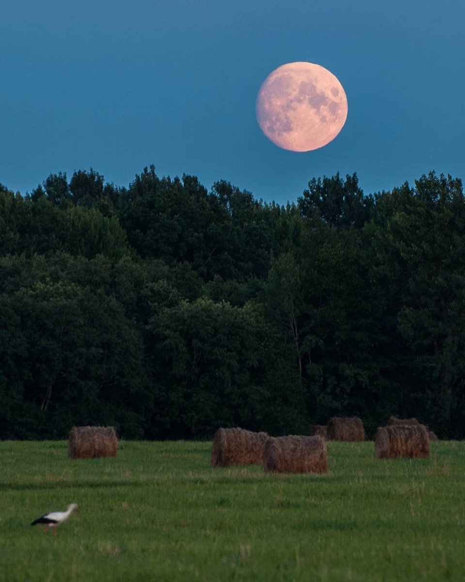 Автор фото: 📷 nickitaneverov