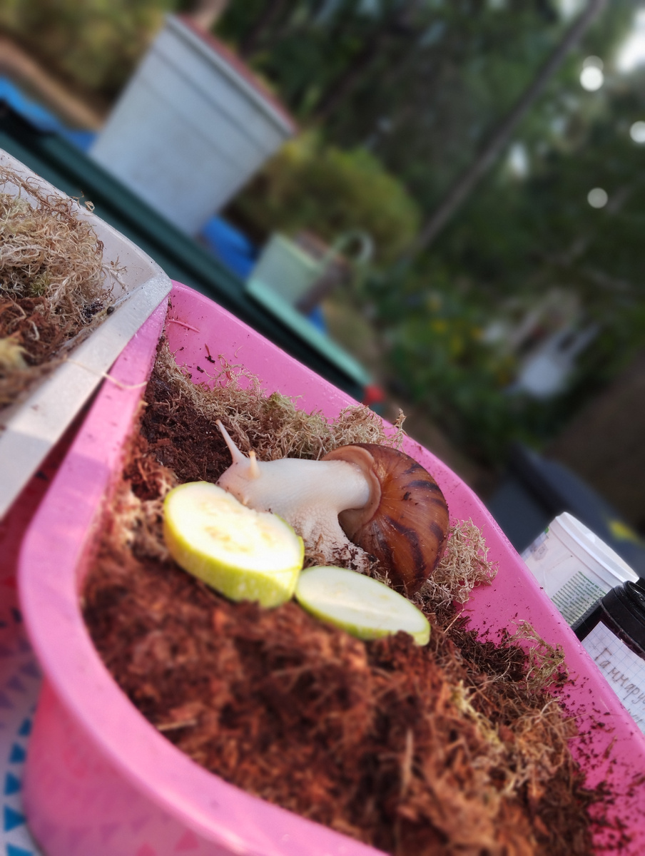 Ахатина Ахатина Тигр