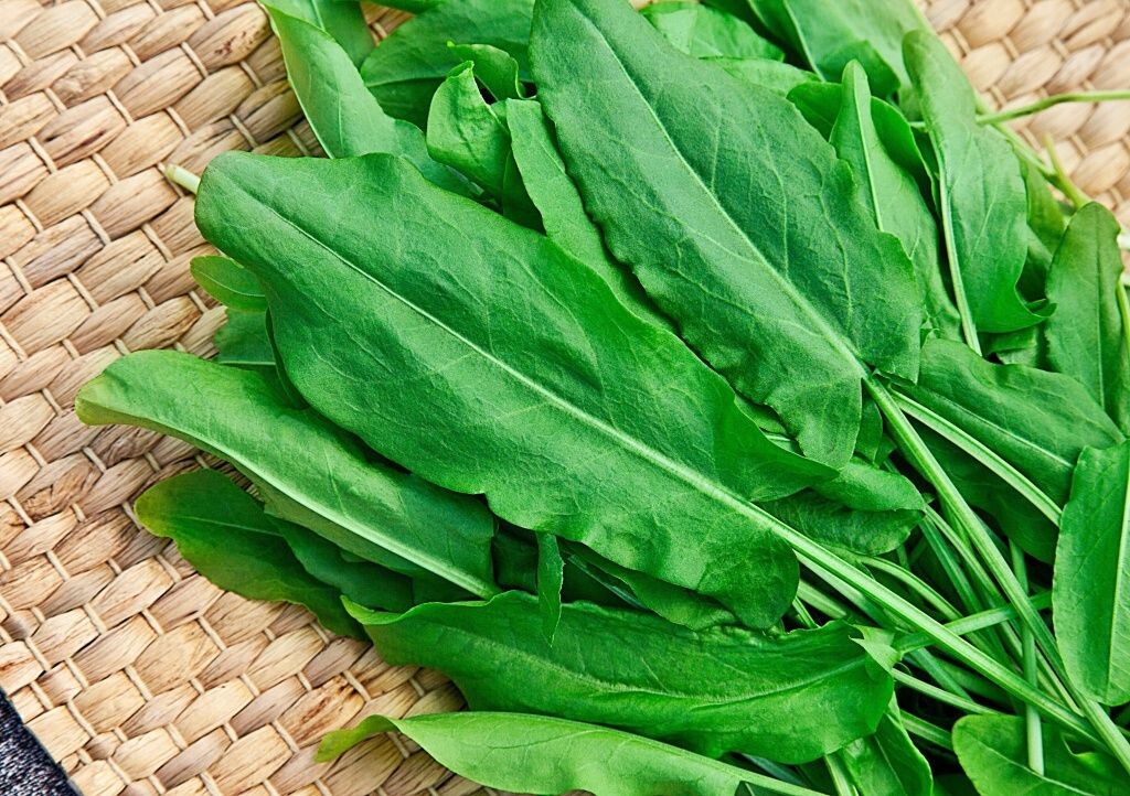 Щавель трава Преткновение.