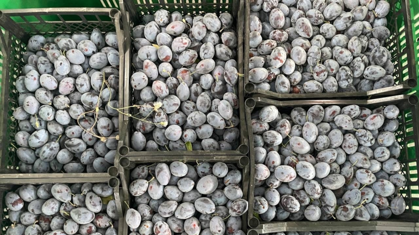    Минсельхоз Ставропольского края