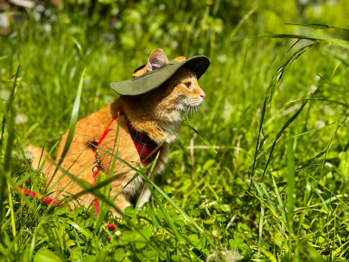 Начинающий энтомолог