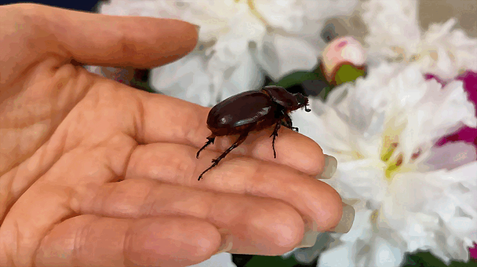 Мадам пытается скрыться от света софитов