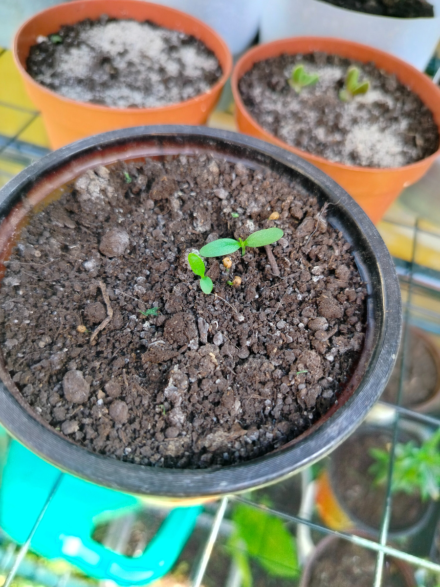 Всходы шелковицы этого года.