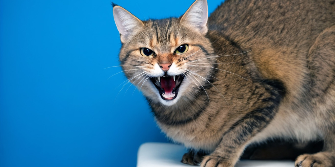 Крикну, а в ответ тишина