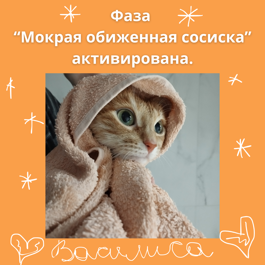 Смешное фото с надписью от Василисы. Автор проекта "Мяулиса".