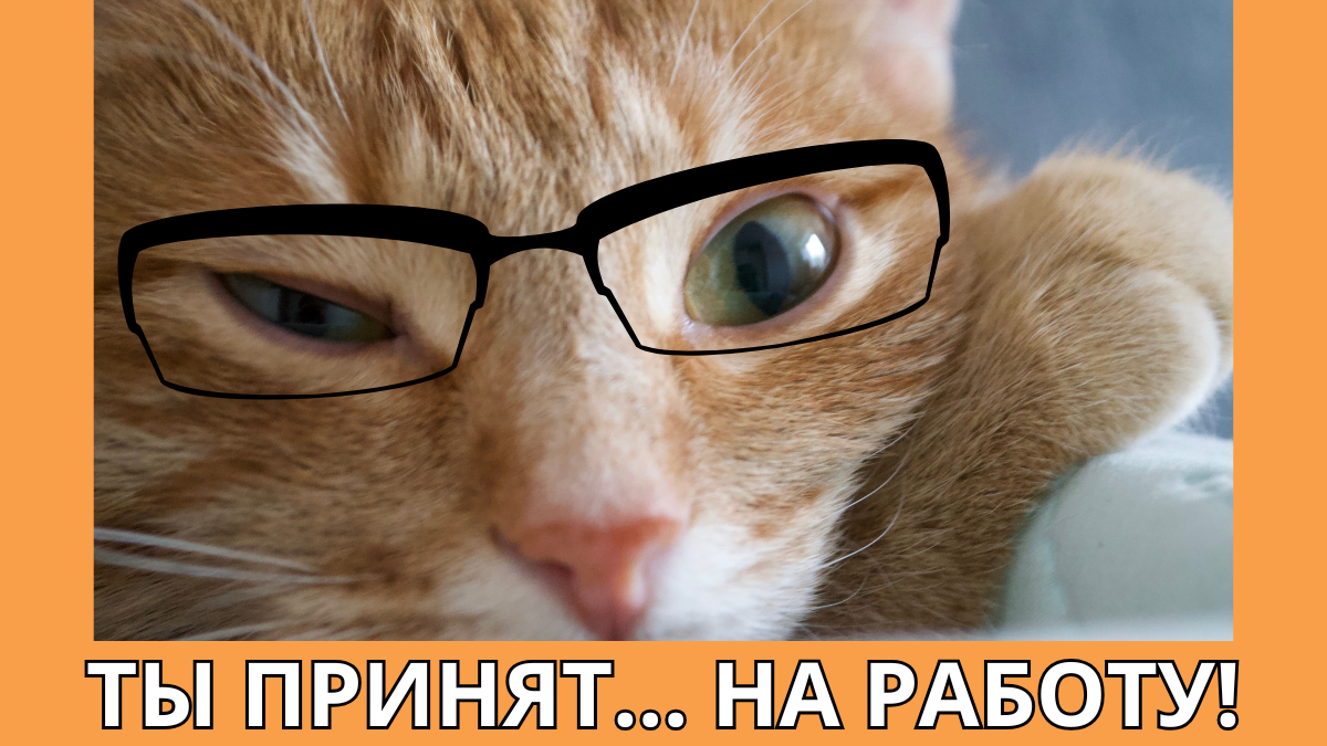 "Ты принят... На работу!" — сказала Василиса. Автор проекта "Мяулиса".