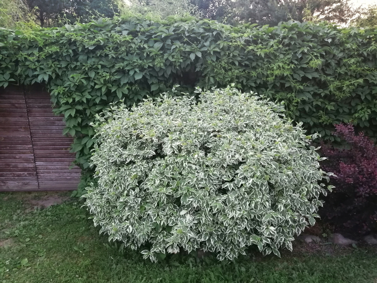 Дерен белый Элегантиссима