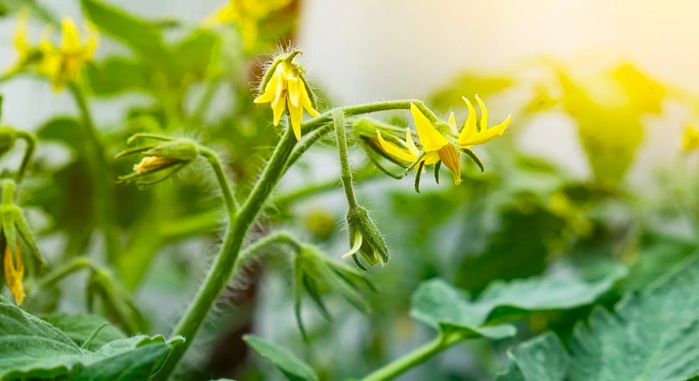 Что делать, когда цветут помидоры: пошаговый план для богатого урожая
