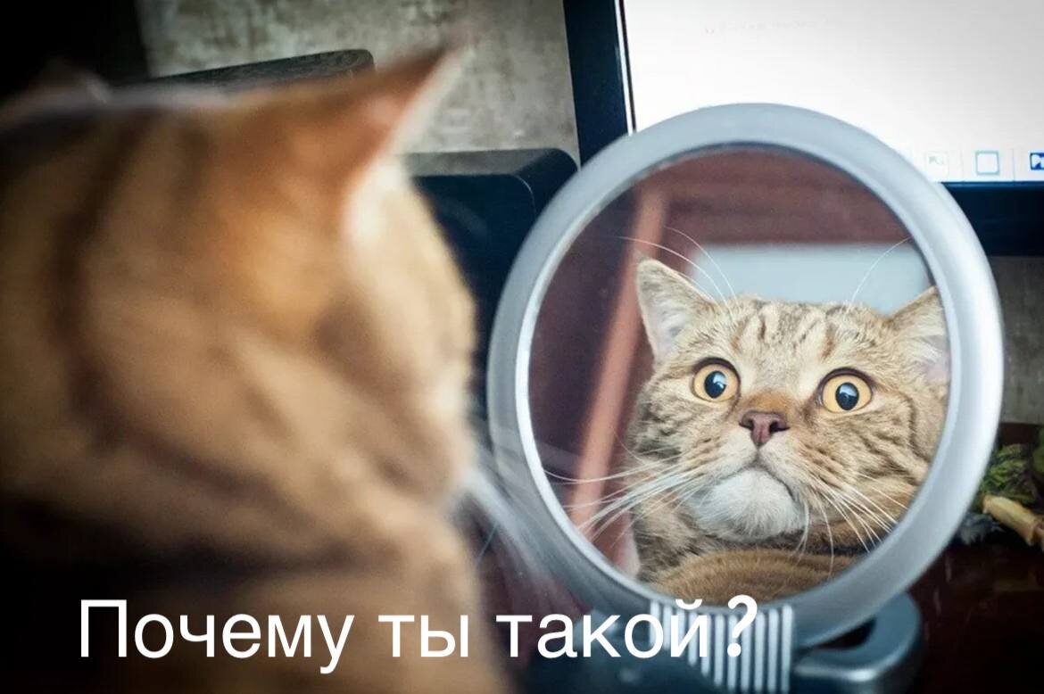 Фото взято из интернета