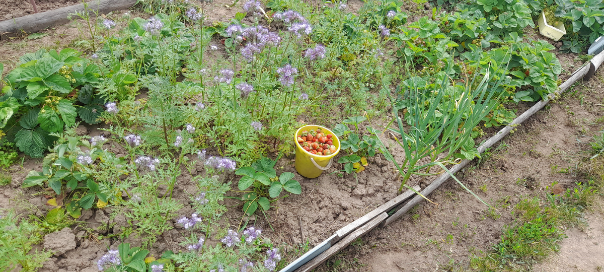 Первый урожай