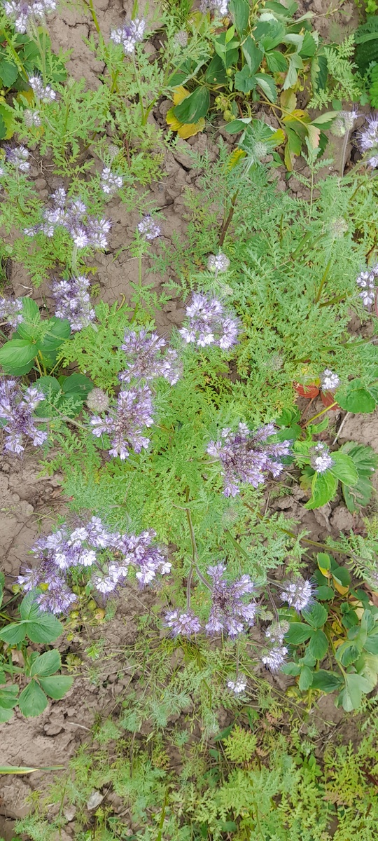 Фацелия в работе