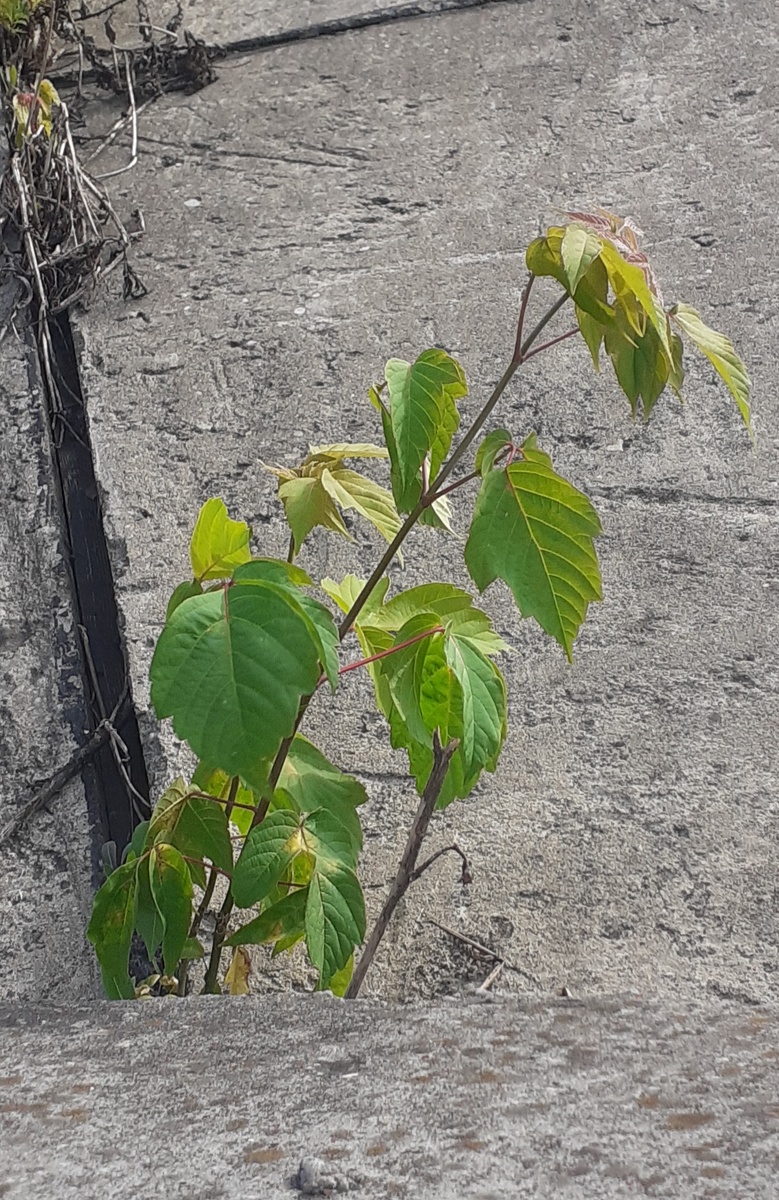 Клен ясенелистный - в щели между бетонными плитами (насыпь МЦК)