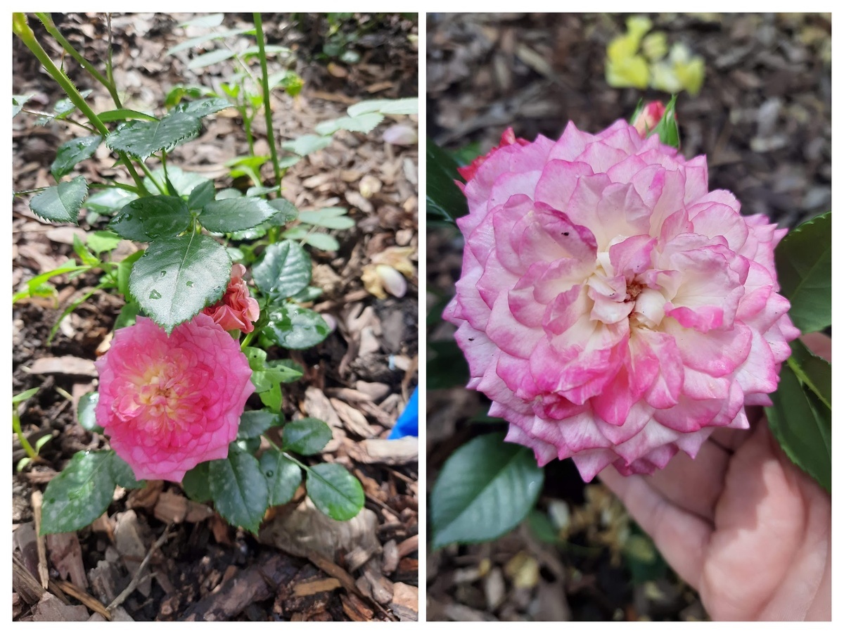 фотоколлаж Лилии