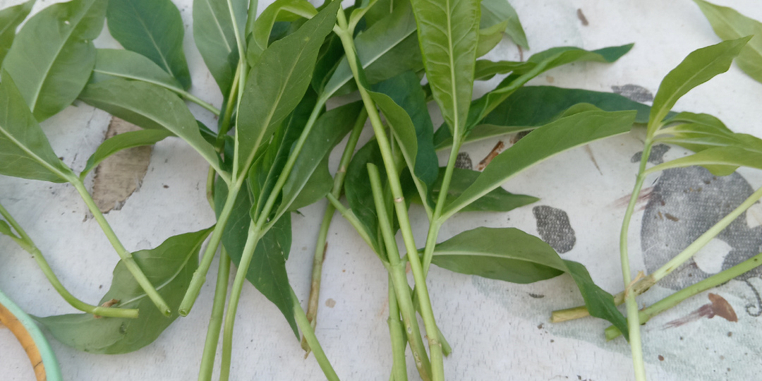 Июньское черенкование флоксов. Сможет даже новичок.