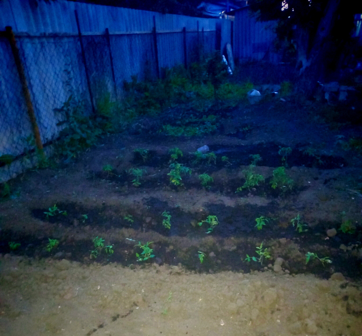 Помидорки ещё махонькие, недавно высадила рассаду.