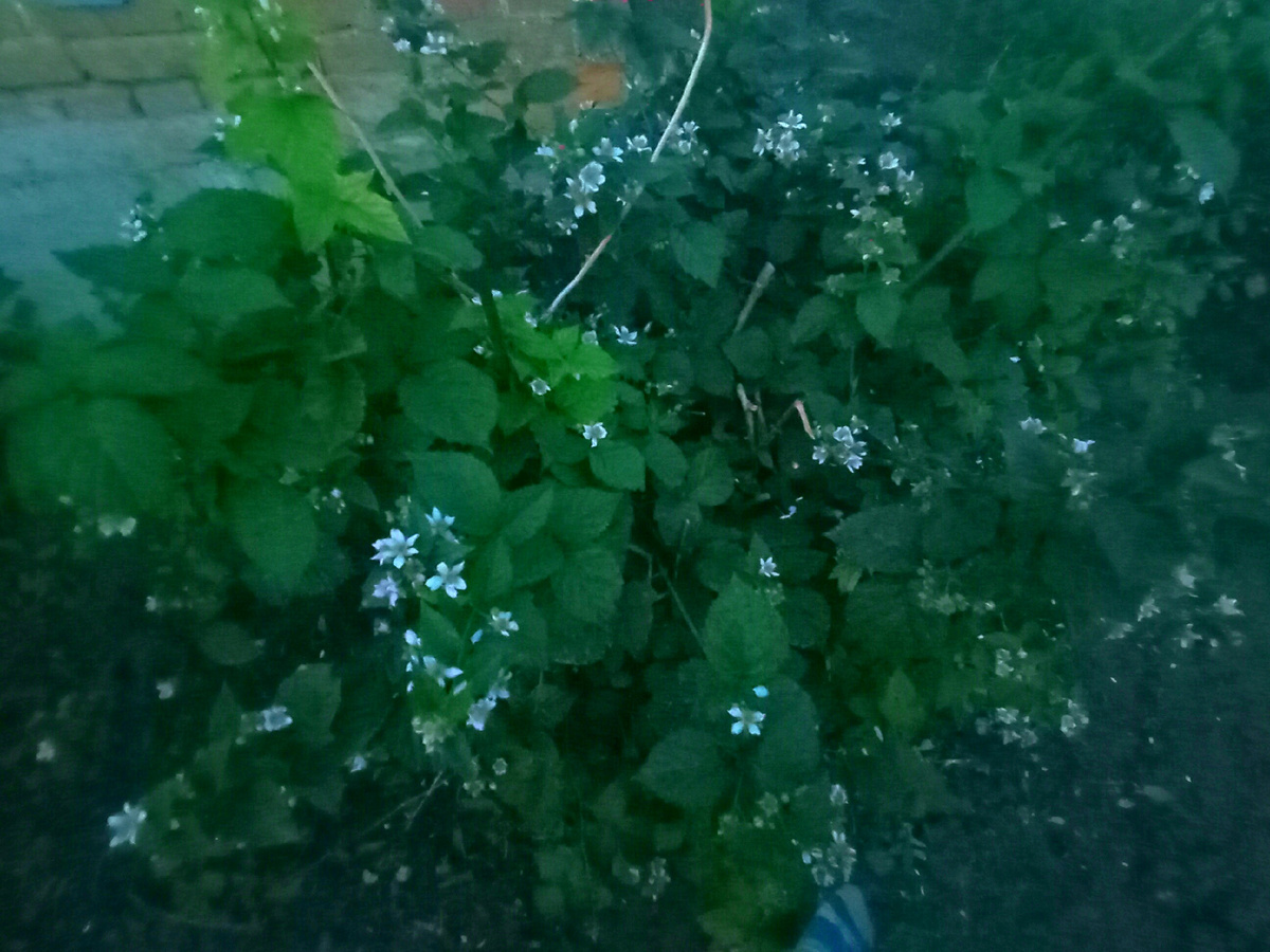 Ежевика вся в цвету.