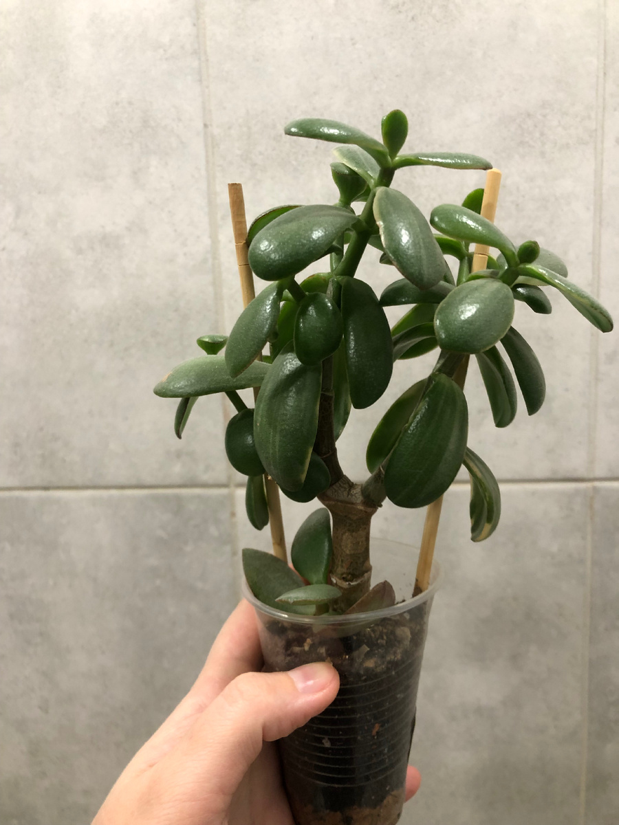 Моя толстушка Овата на продажу