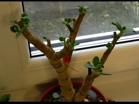 Фото с Пинтерест