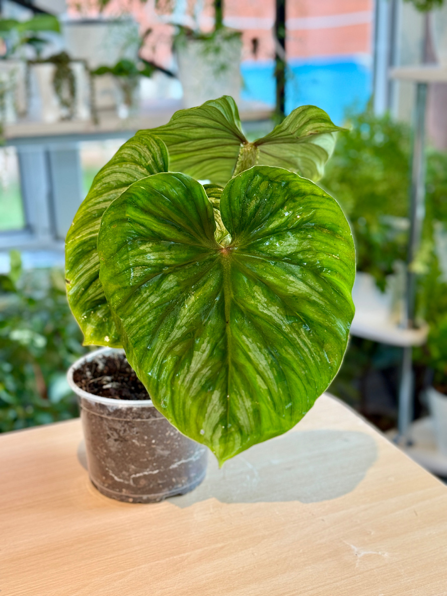 Филодендрон Пловмани