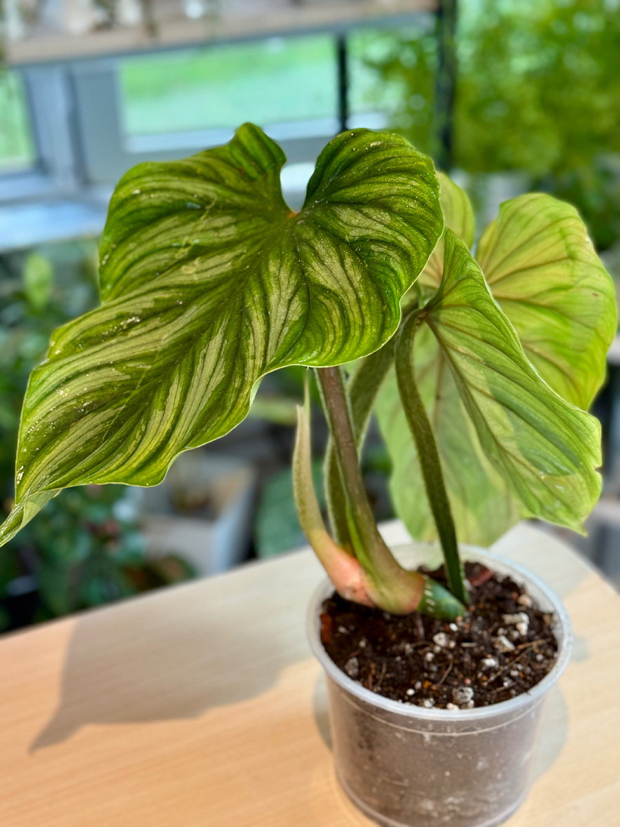 Philodendron Plowmanii