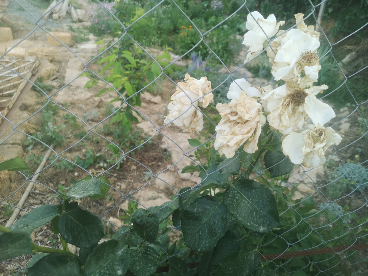 Шнеевальцер