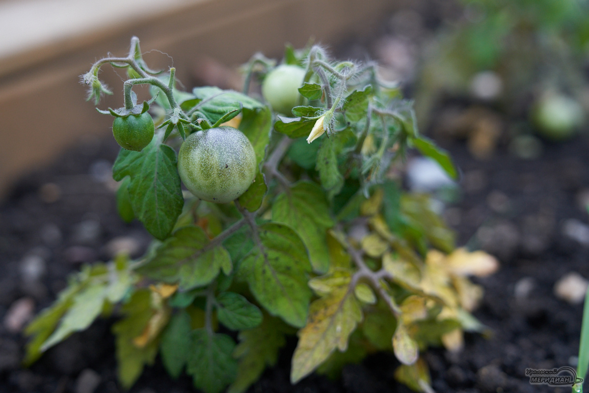   Фото: Лидия Аникина © ИА «Уральский меридиан»