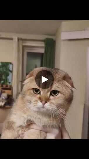 Любимец мой, Фалькоша!