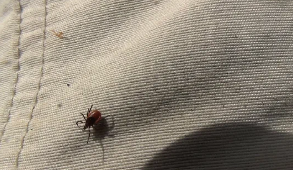 Фото: открытые источники