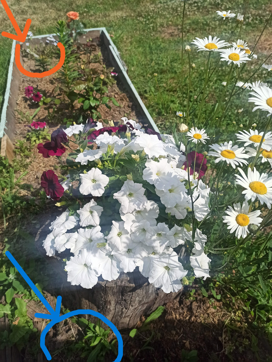 Голубая стрелка Парфюм, оранжевая Чаттик.