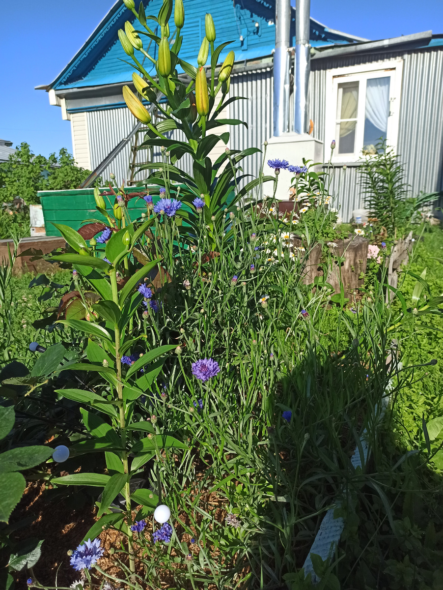 Гдето в самом низу по центру фото мучается Чаттик. Фото начала лета 2024г.